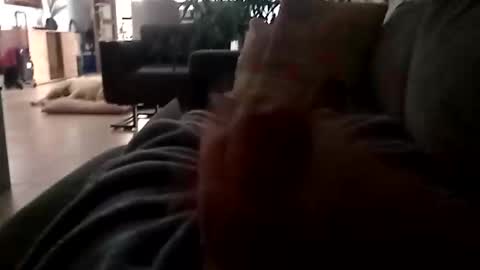 Snapshot of carlitito1 chatting on 11/23/25, 07:08 carlitito1 online show from 11/23/25, 07:08