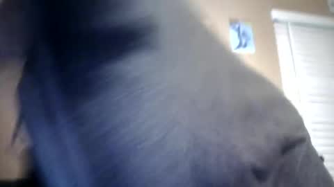 Snapshot of carsonlueders8775 chatting on 01/13/25, 01:56 carsonlueders8775 online show from 01/13/25, 01:56