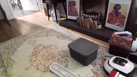 Bakewell Trixie  online show from 02/09/26, 08:46