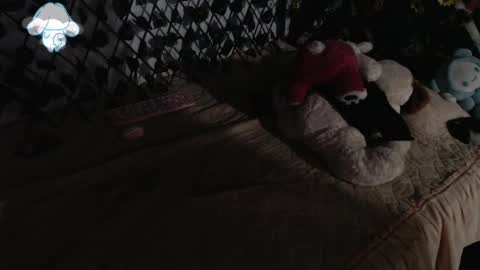 charly_evans60 online show from 03/12/25, 02:41