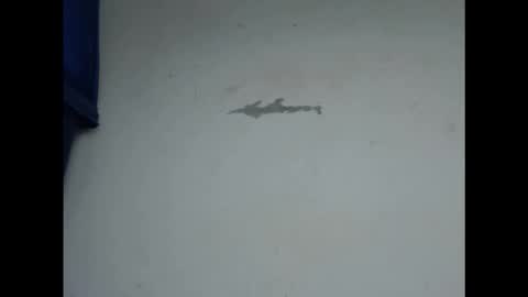 cornxcunt online show from 02/11/26, 04:56