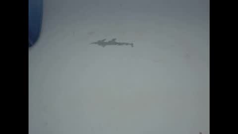 cornxcunt online show from 02/17/26, 11:29