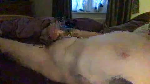 daddymoans4u online show from 12/11/24, 08:15