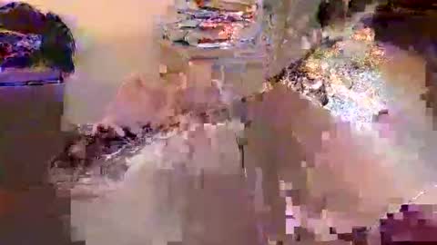 dafo1980 online show from 04/17/26, 12:30