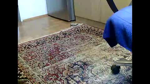 Dammerl online show from 12/05/24, 07:16