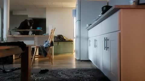 danimal5000 online show from 11/12/25, 04:18