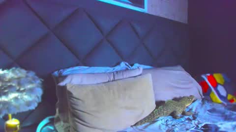 Dany online show from 11/28/25, 04:42