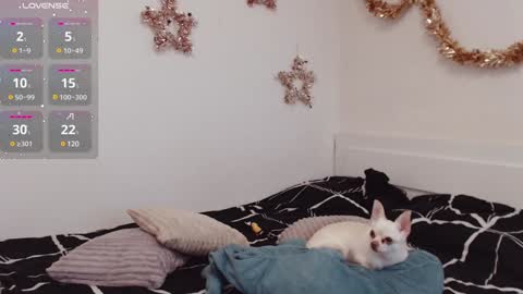 Snapshot of demiamour chatting on 12/25/24, 10:50 Demi. not your babybabebb and other shit online show from 12/25/24, 10:50