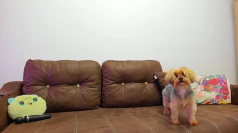 Misha online show from 02/20/25, 09:33