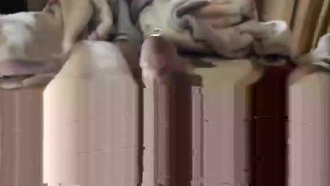 django_911 online show from 01/03/25, 05:53