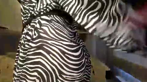 DOM MUMMY online show from 03/09/25, 06:50