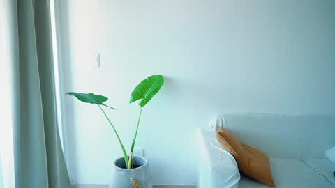 Donatella online show from 03/26/26, 11:27