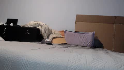 Dorato online show from 03/17/26, 07:17