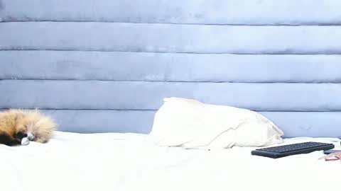 Snapshot of elaisaprincess chatting on 02/11/25, 02:14 elaisaprincess online show from 02/11/25, 02:14