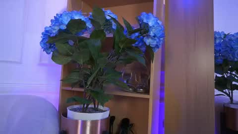 Elasummeer online show from 02/04/26, 02:23