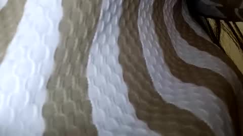 elina_roy03 online show from 12/01/25, 02:38