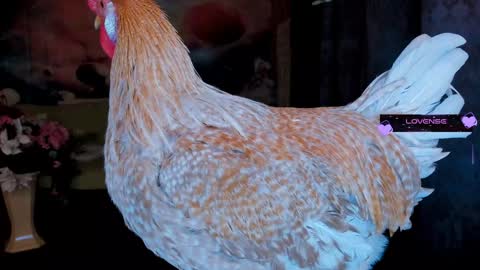 Eve online show from 01/30/25, 11:34