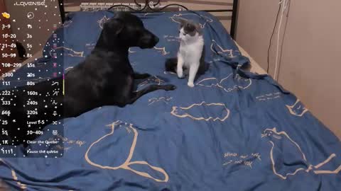 Eva online show from 03/03/26, 02:01