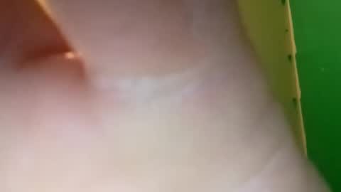 experttreecompany online show from 04/10/26, 04:55