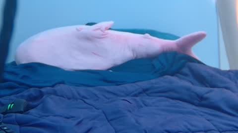 Snapshot of feralasf chatting on 02/27/25, 09:25 FE fee online show from 02/27/25, 09:25