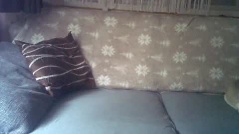 Jane and Findo online show from 01/25/25, 05:51