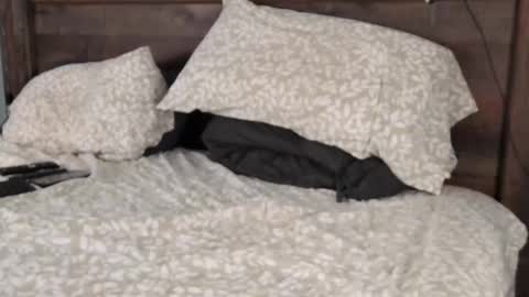 Snapshot of floridabearlive chatting on 02/22/25, 10:52 FloridaBearLive online show from 02/22/25, 10:52