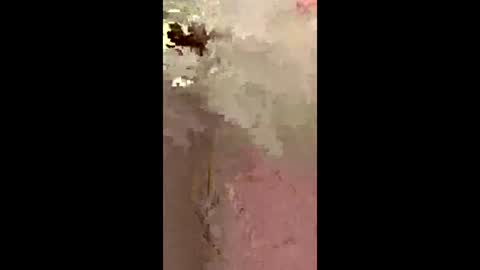 freelingling online show from 12/02/25, 09:47