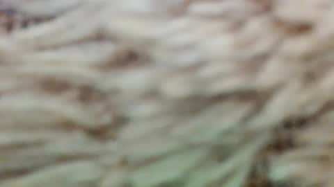 fullyfashionednylonlover online show from 03/02/26, 11:06