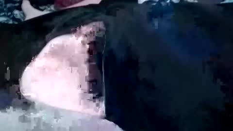 Snapshot of guevaraalexis036 chatting on 10/04/25, 05:05 guevaraalexis036 online show from 10/04/25, 05:05