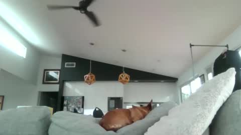 gumbyliscious online show from 01/18/26, 09:18