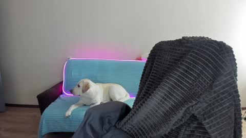 guy_liam1 online show from 12/20/24, 08:06