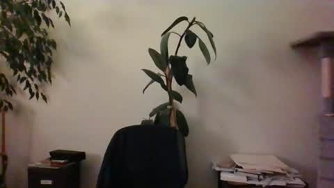 hairypussylover089 online show from 06/24/26, 04:11