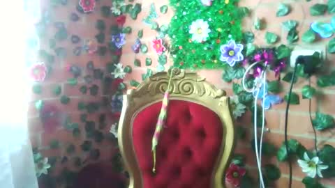 HANMy Dears make sure to follow me here create a FREE account if you dont have one and chat thank you. online show from 12/25/24, 05:05