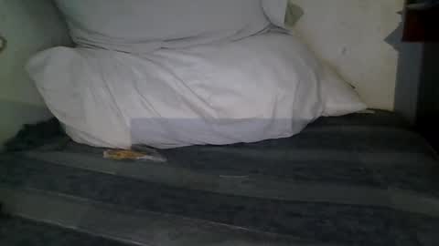 Snapshot of harry1cannary chatting on 01/13/26, 03:23 harry1cannary online show from 01/13/26, 03:23