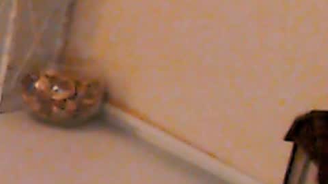 Snapshot of heaven_chloe chatting on 02/04/25, 05:23 Heaven girl online show from 02/04/25, 05:23