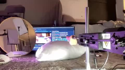 Snapshot of hectorramirezxxx chatting on 12/15/25, 05:01 LockedThug online show from 12/15/25, 05:01