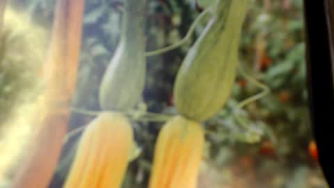 Helvell online show from 06/08/26, 08:09