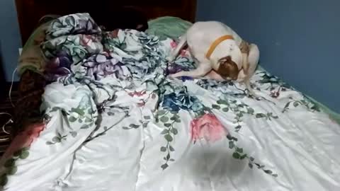 Snapshot of hippiesoul204 chatting on 02/15/25, 12:26 hippiesoul204 online show from 02/15/25, 12:26