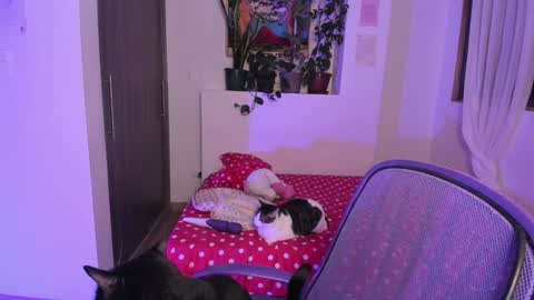 Lau online show from 12/13/24, 06:10