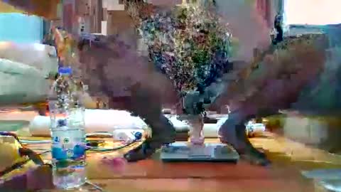 Snapshot of hothot1505 chatting on 12/17/25, 06:03 hothot1505 online show from 12/17/25, 06:03