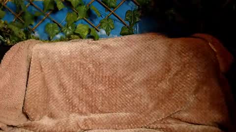 Kayla online show from 12/14/24, 04:45