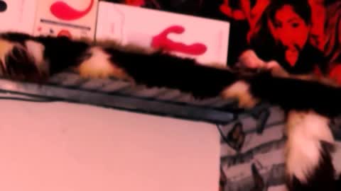 Bella Ambrosia online show from 11/24/25, 12:32