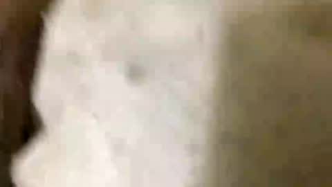 Jaaltar online show from 01/08/26, 07:05