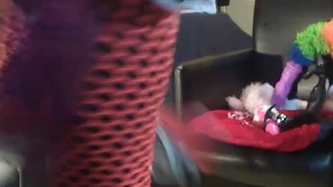 JACKSLUT BUY ME . FAN CLUB MEMBERS AND THOSE WHOM THE MEMBERS INDICATE SISY SLUT PROVIDES THEM  FREE SERVICES online show from 12/28/24, 10:58