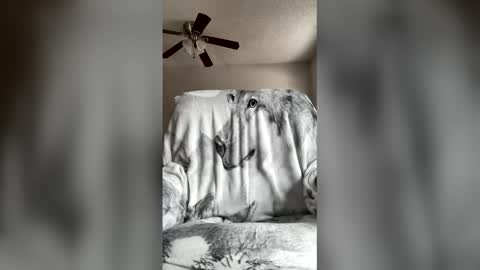 Snapshot of jameswolf777 chatting on 04/07/26, 07:03 jameswolf777 online show from 04/07/26, 07:03