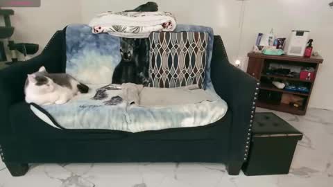 Snapshot of jjjust4fun1985 chatting on 02/13/25, 12:46 Nicole  Allen online show from 02/13/25, 12:46