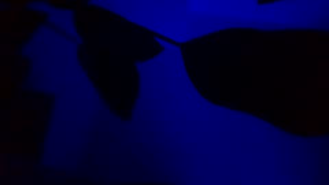 Karla Gonzaless online show from 11/14/25, 03:05