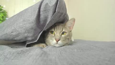 kelly_gerzikaaa online show from 04/05/26, 09:39