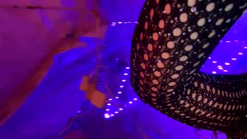 Kissah Kreampuff online show from 01/17/25, 08:34