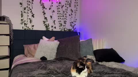 Snapshot of kisskatie chatting on 12/16/24, 11:12 Kaitie online show from 12/16/24, 11:12